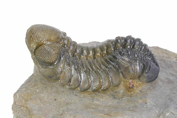 Multi-Toned Austerops Trilobite - Ofaten, Morocco #359603